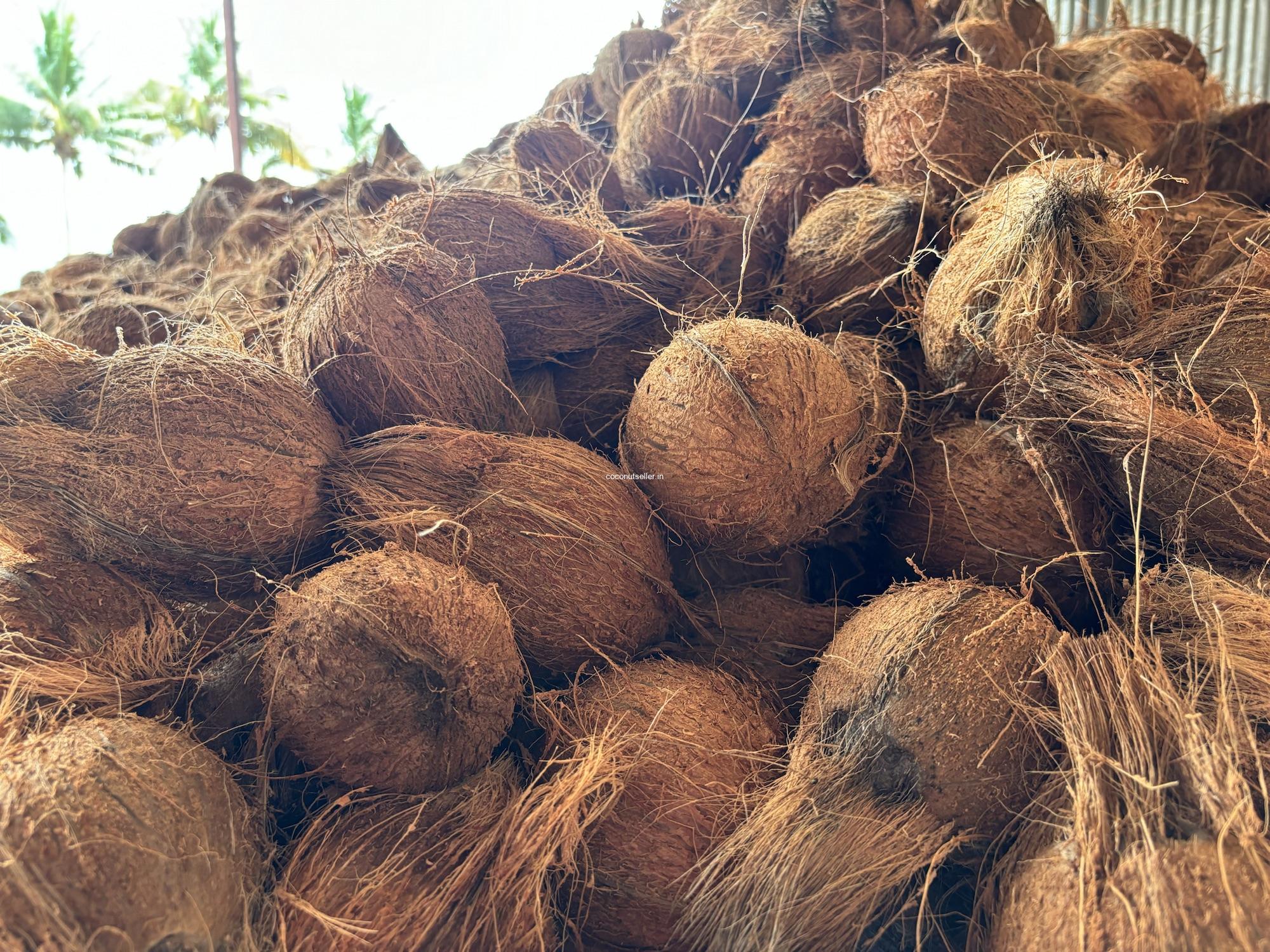 Coconuts
